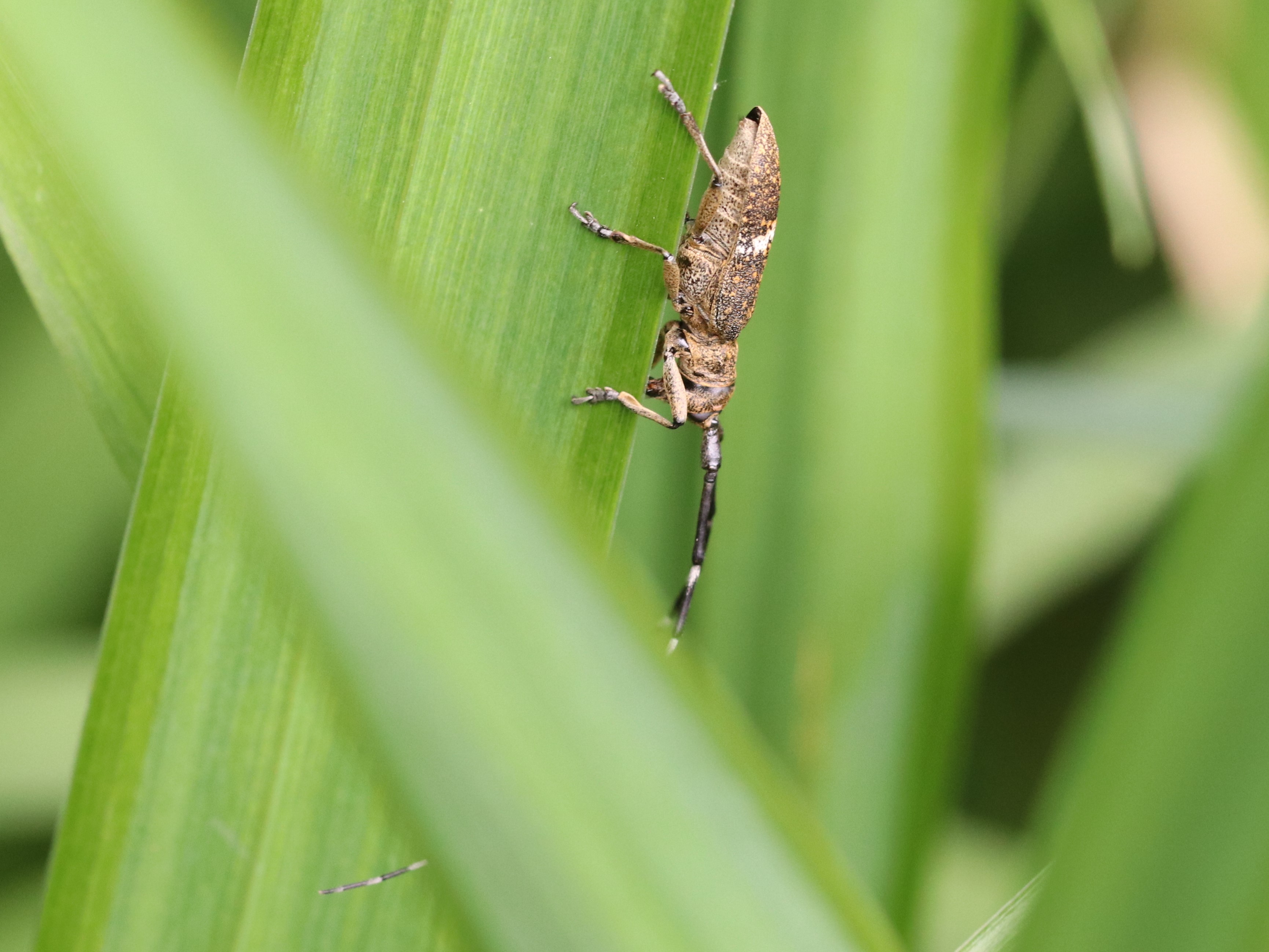 草につくヒメヒゲナガカミキリ4